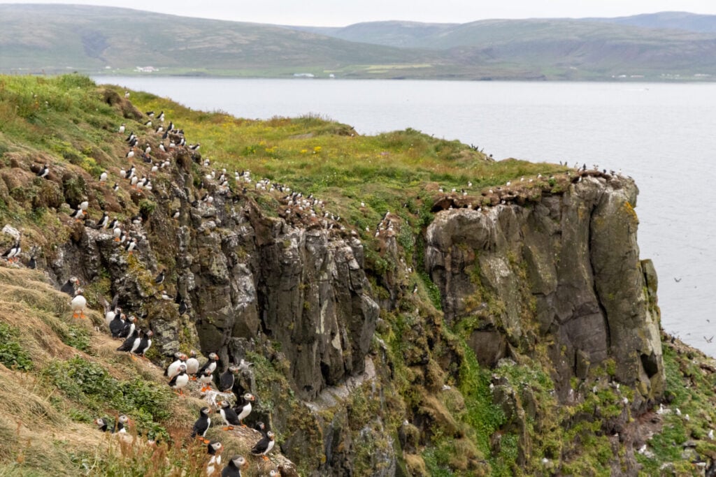 Puffins make their burrows in grassy sea cliffs