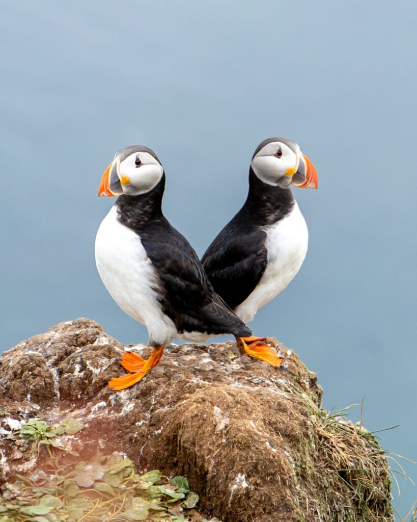 Puffins mate for life and return to their same burrows every summer