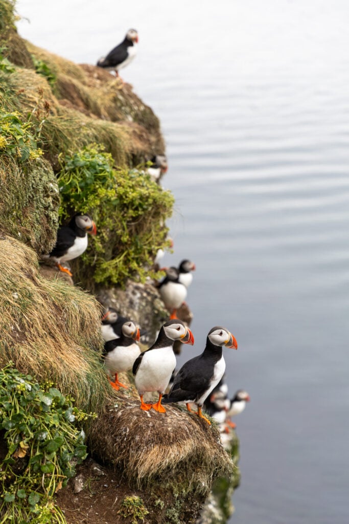 Puffins in their nesting burrows on Grímsey Island