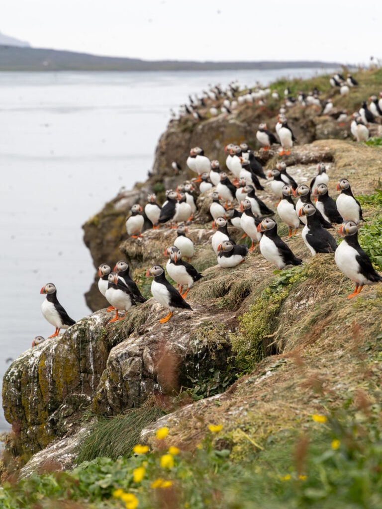 Crowds of puffins on the small cliffs of Grímsey Island