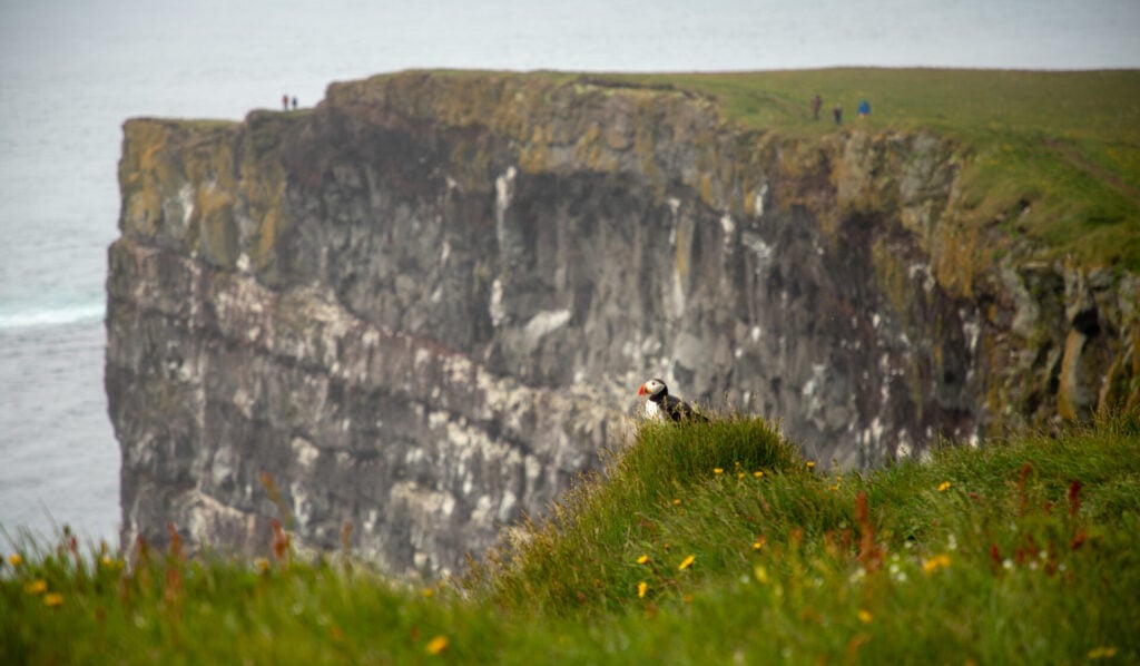 Towering Látrabjarg Cliffs in the Westfjords