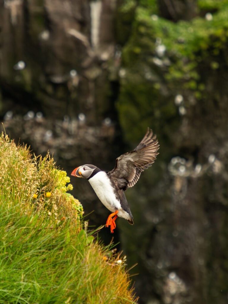 Látrabjarg Puffin Cliffs