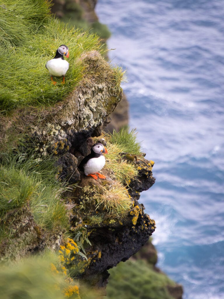 Puffins on the cliffs at Stórhöfði in Vestmannæyjar