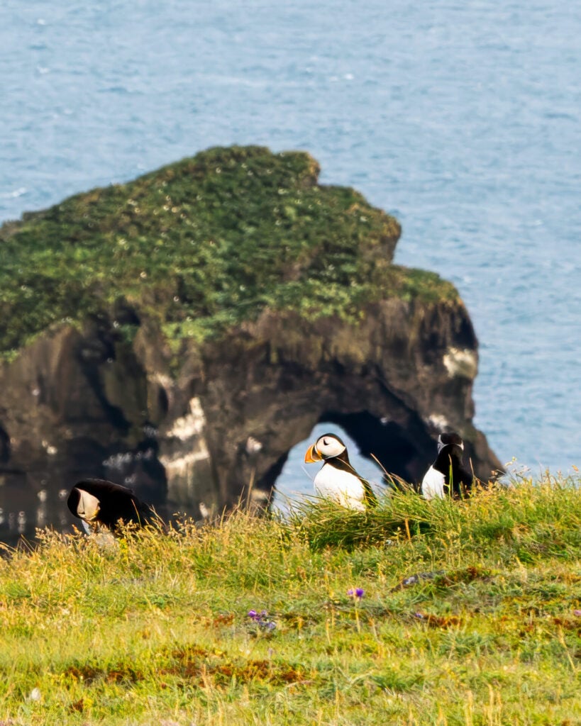 Puffins at Dyrhólaey